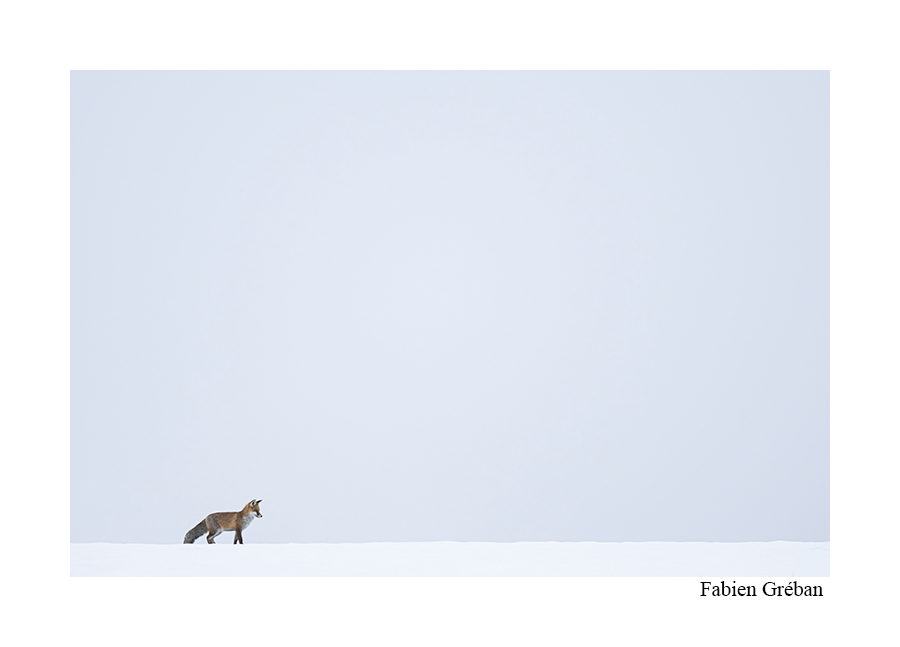 photo d'un renard en hiver