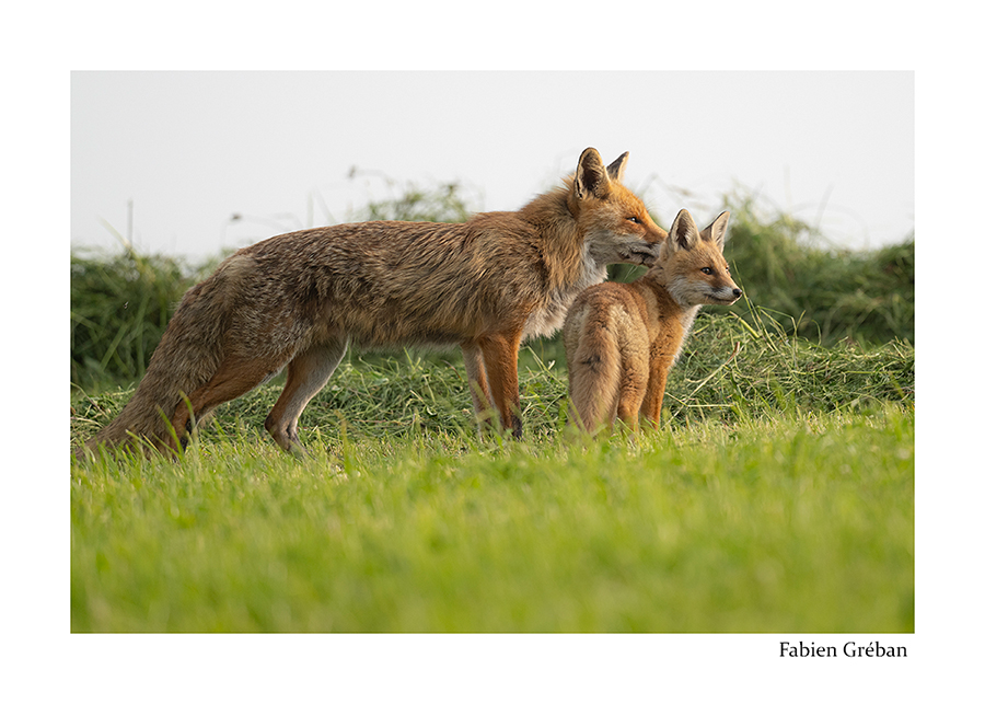 photo d'un renardeau qui chasse avec son père