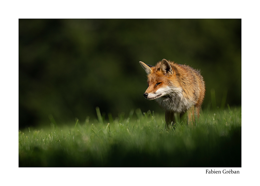 photo de renard qui chasse dans la prairie