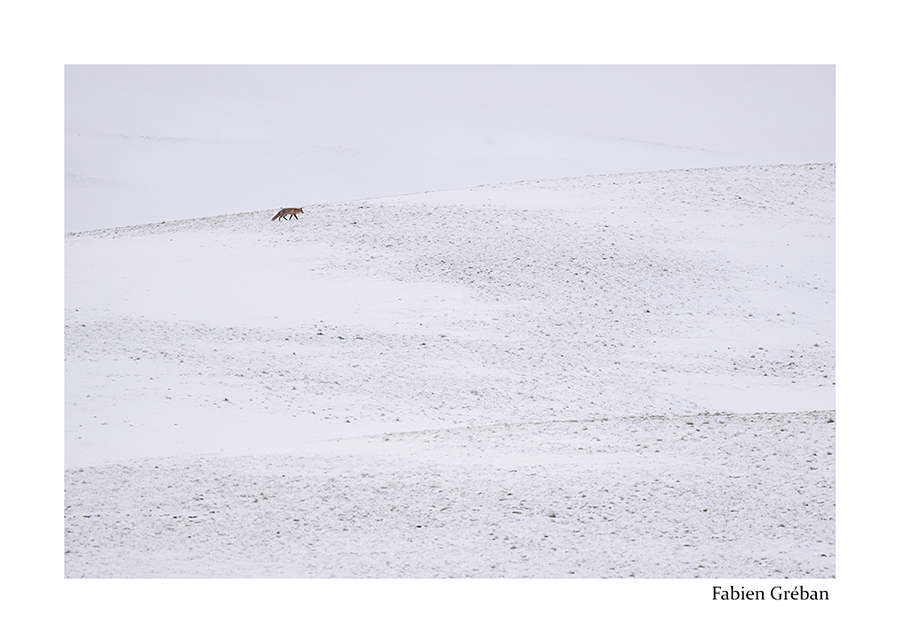 photo de renard dans la neige 