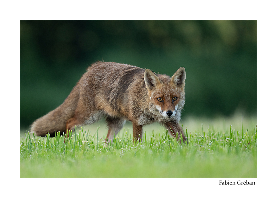 photo de renard dans la prairie