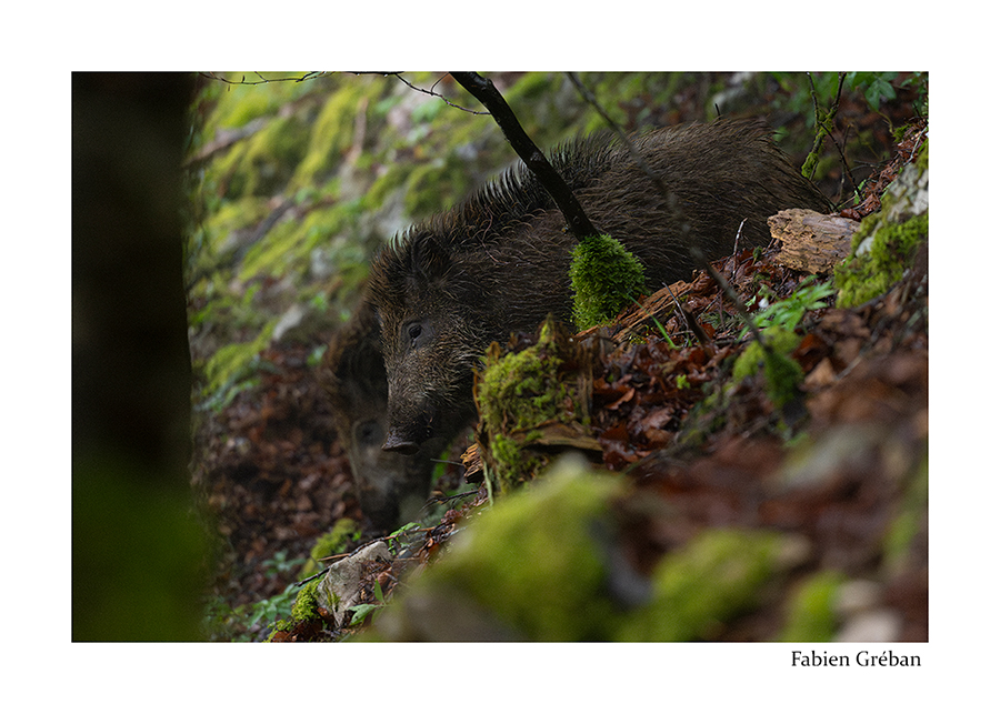 photo de sanglier en foret