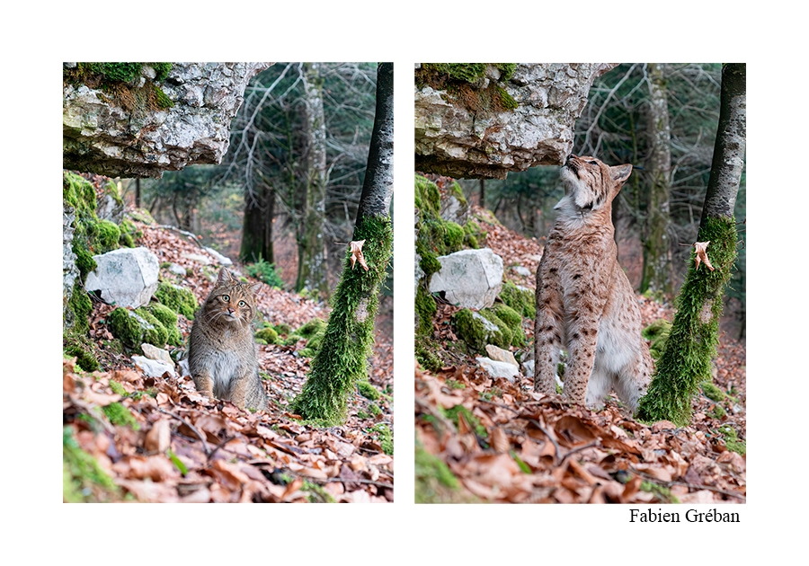 photo d'un lynx et d'un chat forestier