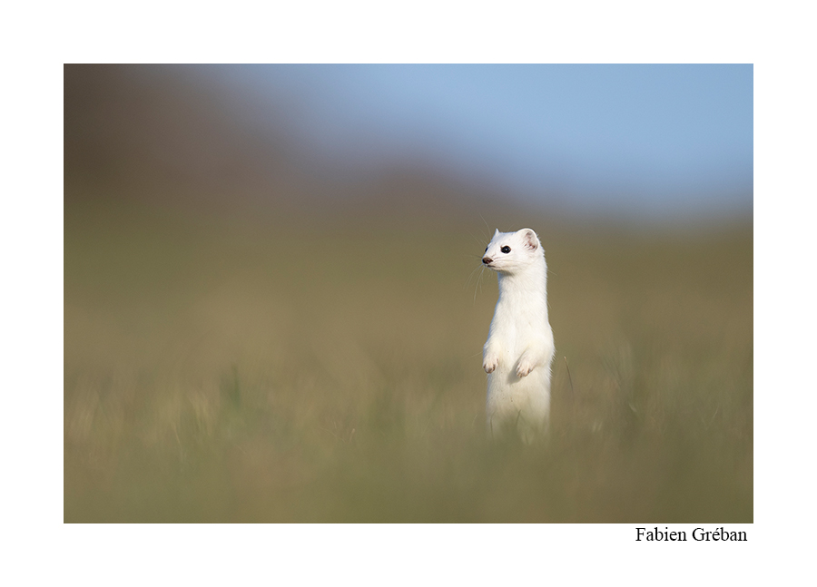 photo d'une hermine blanche