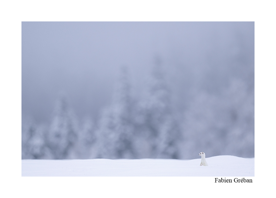 photo d'une hermine dans un paysage hivernal