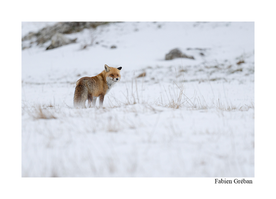 photo d'un renard en hiver