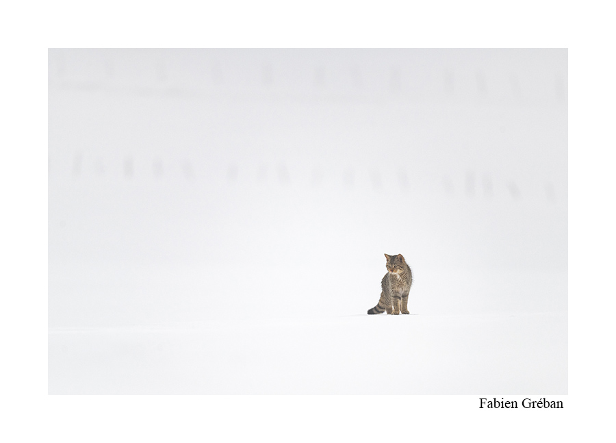 chat sauvage dans une prairie en hiver