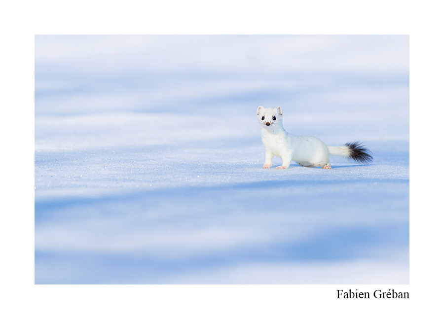 Mammifères sauvages du Jura