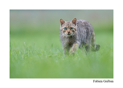 Stage de photo animalière dans le Jura, le chat forestier