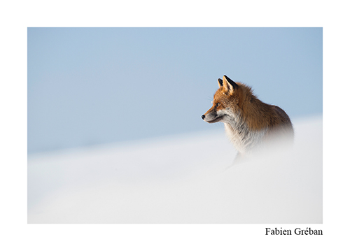 Stage dans le Jura, le renard en hiver