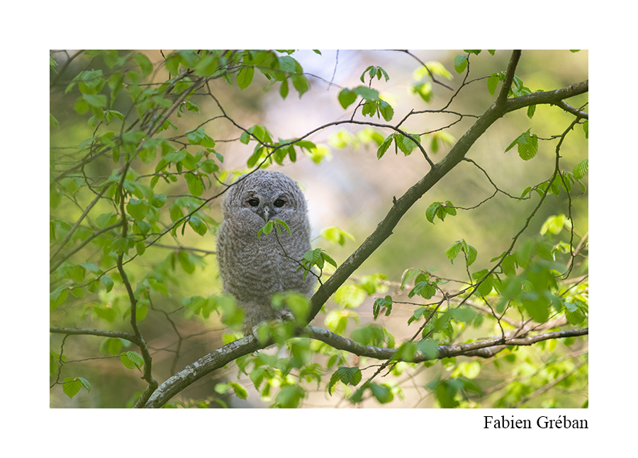 Oiseaux sauvages du Jura