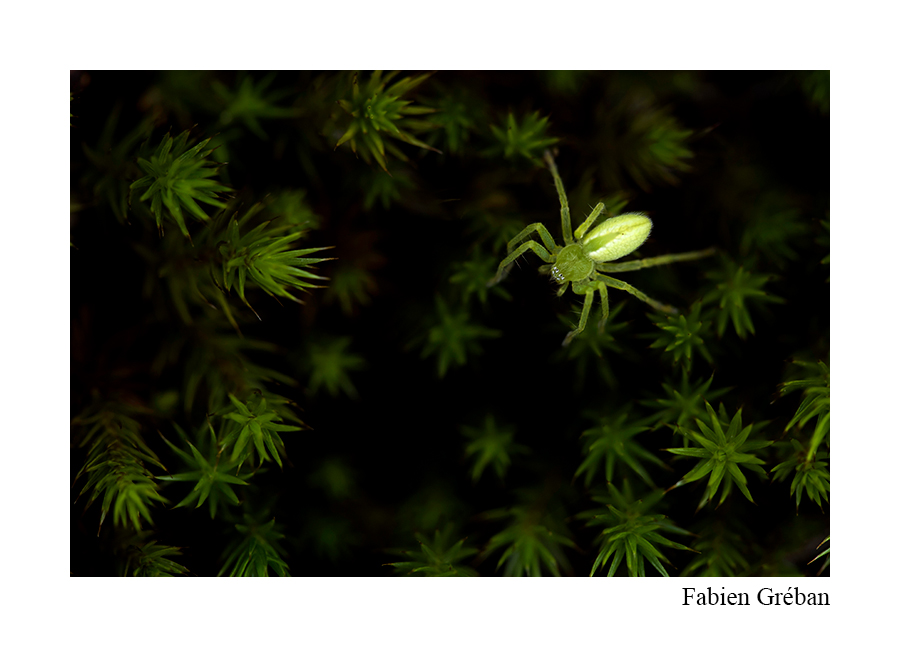 Fleurs sauvages et petites bêtes du Jura