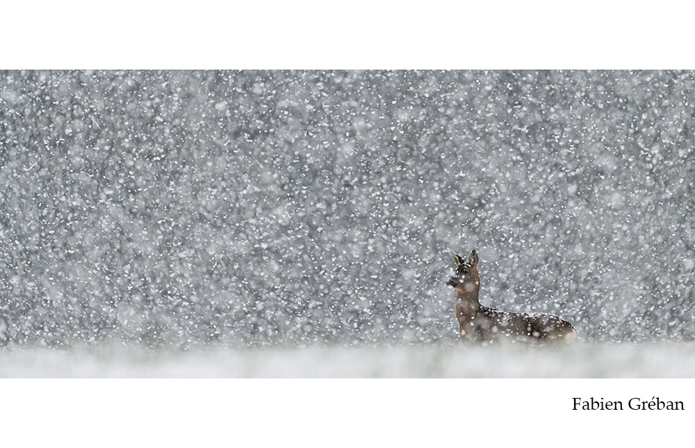 chevreuil dans la tempete de neige