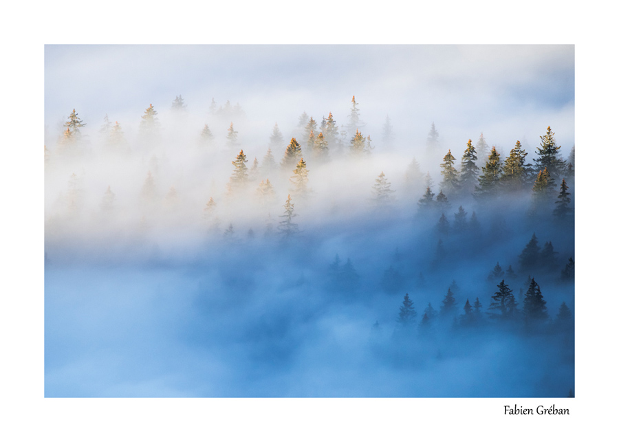 paysage de foret dans la brume